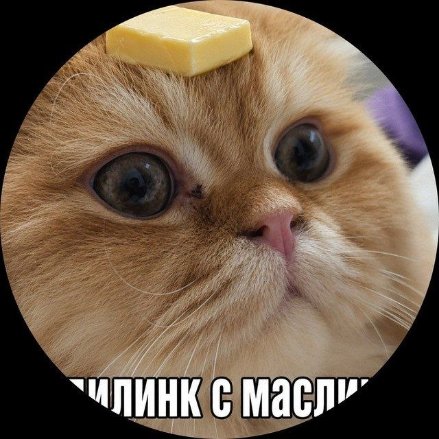 Кошки